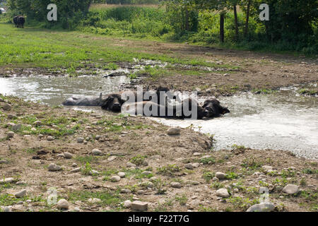 View of buffaloes in a muddy water Stock Photo