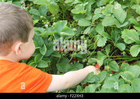 child strawberry picking in a field Stock Photo