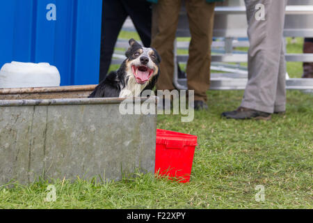 Courance, Moffat, Scotland, UK. 10th September, 2015. The Princess Royal visits the 2015 International Sheep Dog Trials. A cheeky sheep dog cools off in the water usually reserved for drinking after their work is done! Credit:  Michael Buddle/Alamy Live News Stock Photo