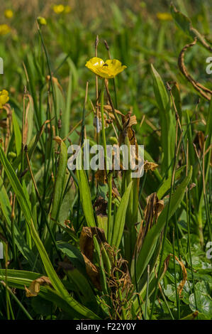 A wetland plant, increasing in numbers Stock Photo