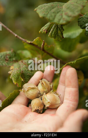 Close up of a hand full of fresh hazelnuts gathered from the hedgerow. Stock Photo