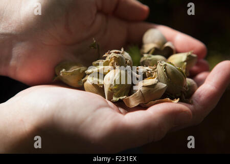 Close up of hands full of fresh hazelnuts. Stock Photo