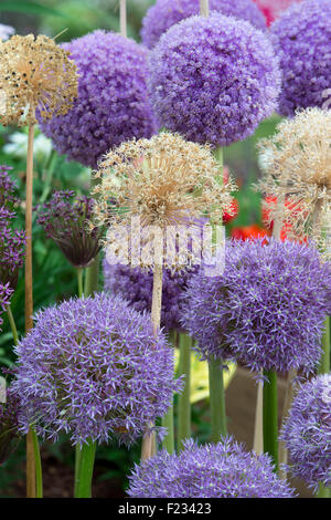 Allium Giganteum and Ambassador flowers with dried flower heads in a floral display Stock Photo