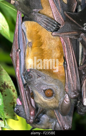 Straw Coloured Fruit Bat (Eidolon Helvum) Stock Photo