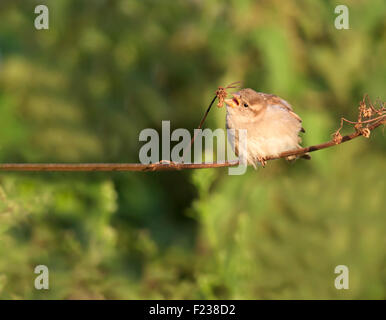 Young House Sparrow (Passer domesticus) investigating seed head Stock Photo