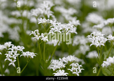 Sweet Woodruff - Galium odoratum Stock Photo