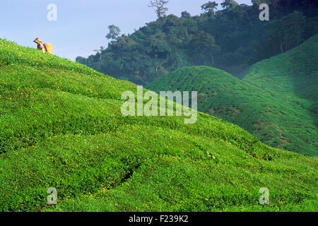 Harvesting tea at the BOH Tea Plantation Cameron Highlands Malaysia Stock Photo