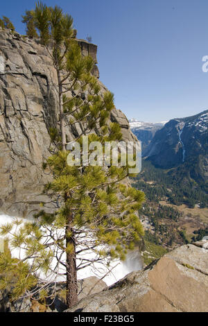 Tree on mountain with waterfall in the background, Yosemite Falls, Yosemite Valley, Yosemite National Park, California, USA Stock Photo