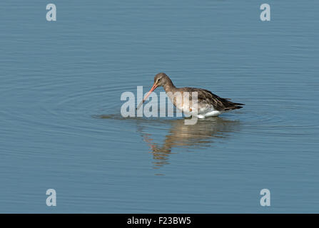 Black-tailed Godwit-Limosa limosa foraging for food.  Uk Stock Photo