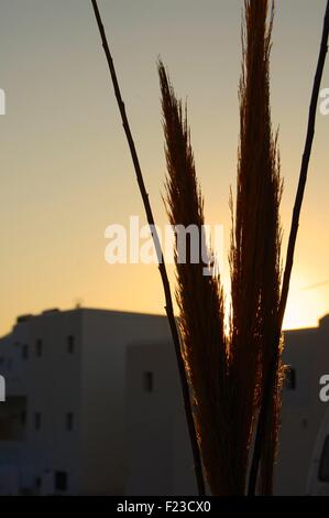 pampas grass at sunset on the island of Amorgos in Greece Stock Photo