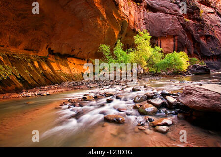 A set of trees stand out on a bend of the North Fork of the Virgin River in the Narrows in Zion National Park, Utah Stock Photo