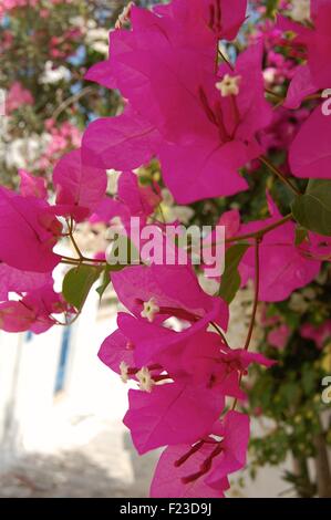 Bougainvillea on the Greek island of Amorgos Stock Photo