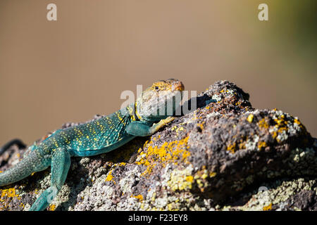 Close-up of a Common Collared Lizard sunbathing on a rock in Colorado, USA Stock Photo