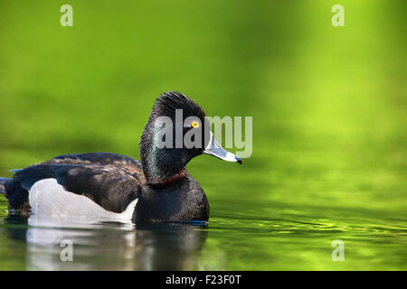 Adult male Ring-necked Duck swimming in a lake Stock Photo