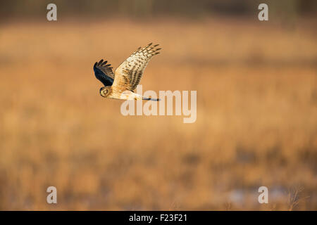 Juvenile male Northern Harrier (Circus cyaneus) flying low over  the marsh in search of food in Northern New Jersey Stock Photo