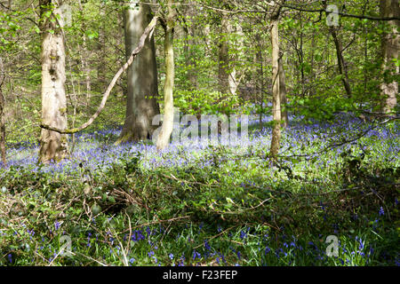 Bluebells flowering in woodland beside former colliery tramway now footpath near Poynton Cheshire England Stock Photo