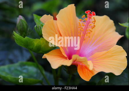 Hibiscus is a genus of flowering plants in the mallow family, Malvaceae ...