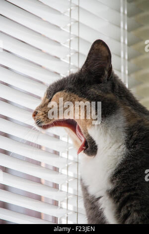 Yawning Cat Stock Photo