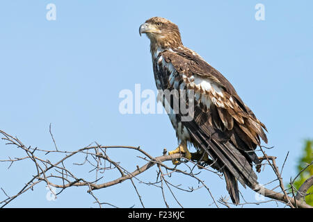 Juvenile American Bald Eagle sitting in a tree Stock Photo