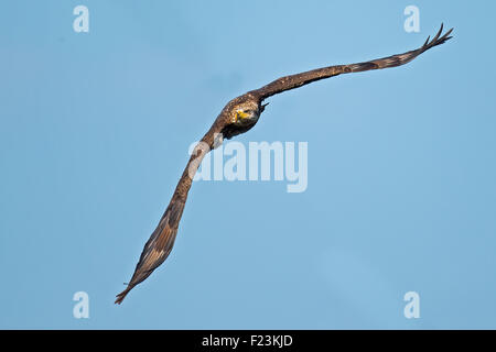 Juvenile American Bald Eagle in Flight Stock Photo