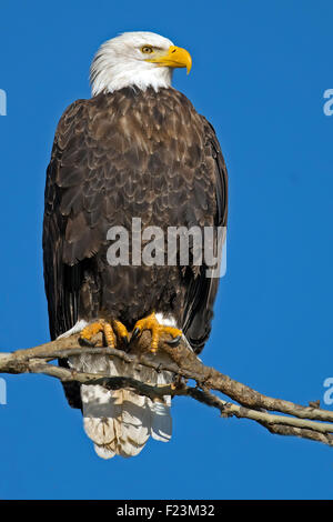 American Bald Eagle sitting in a tree Stock Photo