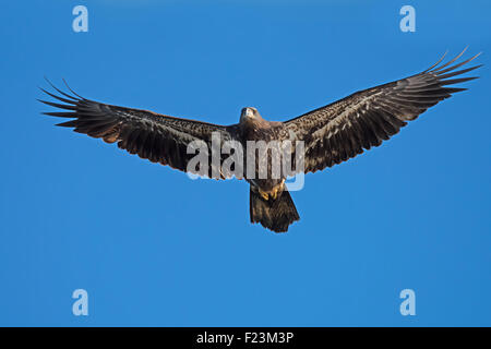 Juvenile Bald Eagle in Flight Stock Photo