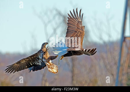 A Juvenile and Adult American Bald Eagle in an Aerial Battle Stock Photo