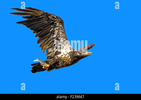 Juvenile American Bald Eagle in Flight with Fish Stock Photo