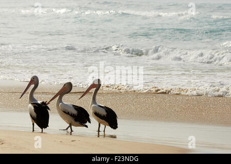 Pelecanus conspicillatus, Australian Pelicans on a beach in SE Queensland. Stock Photo