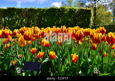 Tulipa mickey mouse flowers in dutch spring garden Keukenhof in Netherlands Stock Photo