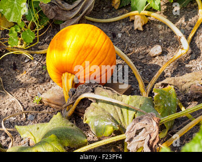Ripe orange pumpkin growing in a pumpkin patch. Halloween fall autumn concept. Stock Photo