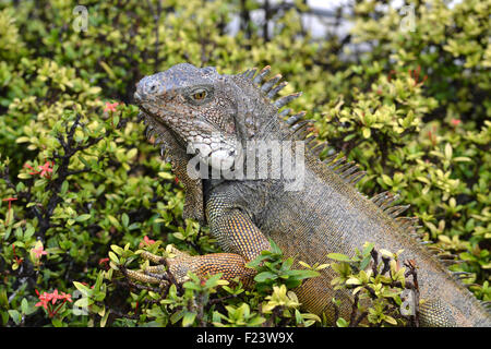 Galápagos land iguana (Conolophus), Park Bolivar, Guayaquil, Ecuador Stock Photo