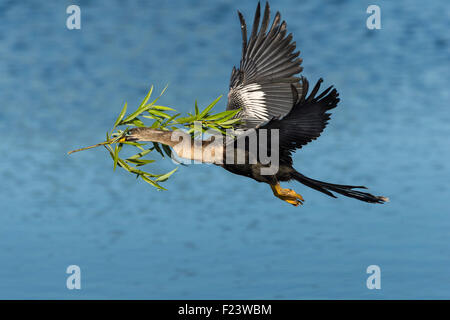 Anhinga or darter (Anhinga anhinga), flying with nesting material, breeding plumage, Venice, Florida, USA Stock Photo