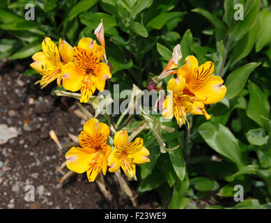 Alstroemeria 'Golden delight' close up of flowers Stock Photo