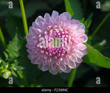 Dahlia 'Claire de Lune' Collarette close up of flower Stock Photo