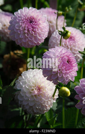 Dahlia 'Claire de Lune' Collarette plant in flower Stock Photo