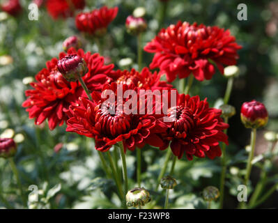 Chrysanthemum 'Myss Rhiana' close up of flower Stock Photo