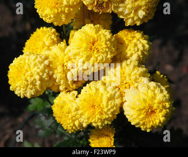 Chrysanthemum 'Yellow Ellen' close up of flowers Stock Photo