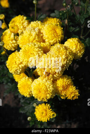 Chrysanthemum 'Yellow Ellen' close up of flowers Stock Photo