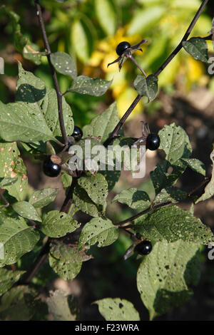 Atropis belladonna deadly nightshade plant with berries Stock Photo