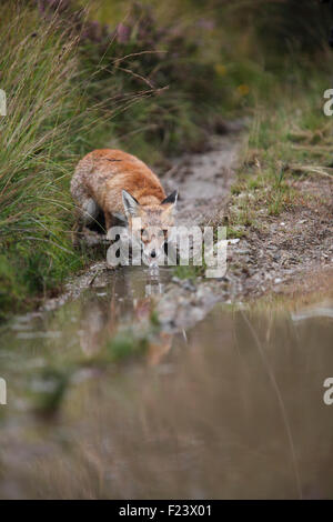 Vulpes Vulpes Red fox drinking from puddle on track Stock Photo