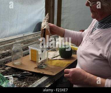 Pre germinating large seeds runner beans step 1 pour the seeds into a clean jam jar Stock Photo