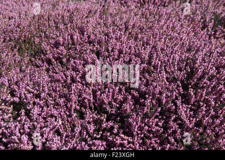 Erica x darleyensis 'Arthur Johnson' plants in flower Stock Photo