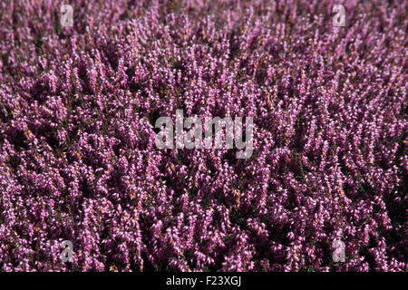 Erica x darleyensis 'Arthur Johnson' plants in flower Stock Photo