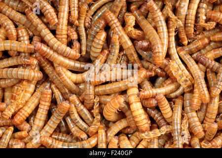 Scatter of living mealworms, this closeup image can be also used as background. This larvae is used as food for birds, reptiles Stock Photo