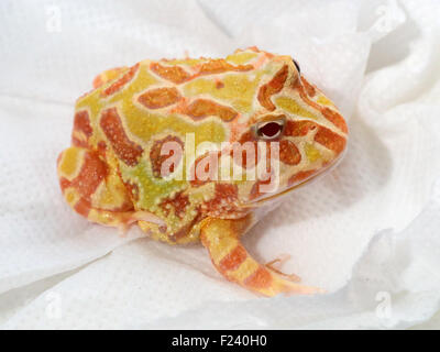 Captive specimen of ornate horned frog, Ceratophrys ornata, also known as pacman frog Stock Photo