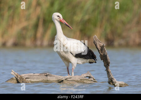 White Stork (Ciconia ciconia) wading in shallow marsh water Stock Photo