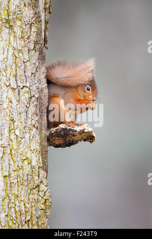 Eurasian Red Squirrel (Sciurus vulgaris) sitting on a Bracket Fungus eating