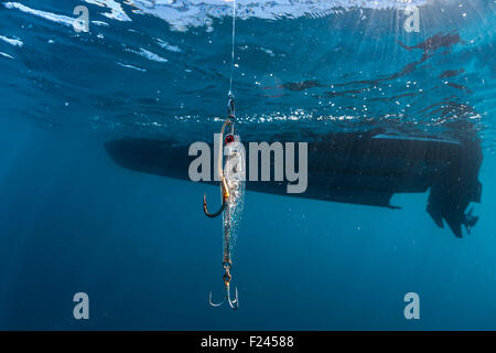 A Stickbait lure for tuna fishing ( under water view ).  Leurre de surface Stick bait pour la pêche au thon. Stock Photo