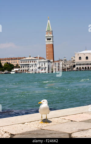 Photo of a Seagull on the pier, Venice panorama Stock Photo
